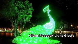 Giant Glowing Peacock Light for Events